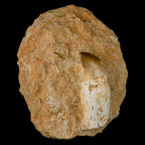 1.9" Mosasaur Prognathodon Fossil Tooth Rooted In Matrix Cretaceous Dinosaur Era - Fossil Age Minerals