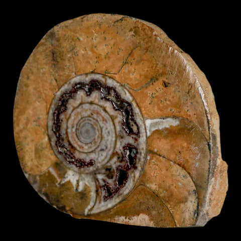 2.9" Goniatite Ammonite Fossil Polished, Cut Half's Erfoud Morocco Devonian Age COA - Fossil Age Minerals