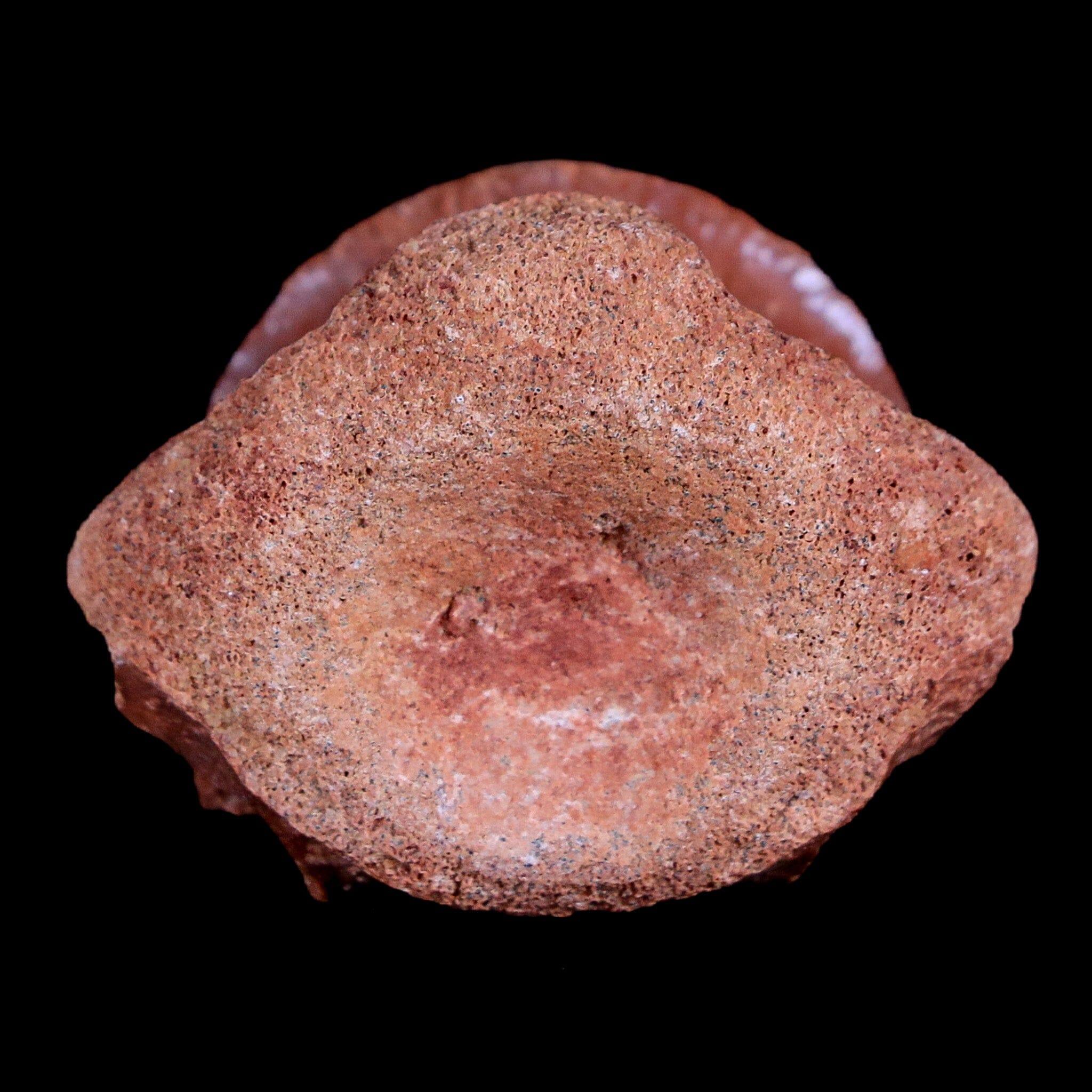 1.5" Crocodile Fossil Vertebrae Bone Hell Creek FM Cretaceous Dinosaur Age MT - Fossil Age Minerals