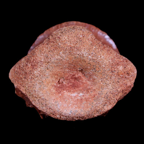 1.5" Crocodile Fossil Vertebrae Bone Hell Creek FM Cretaceous Dinosaur Age MT - Fossil Age Minerals