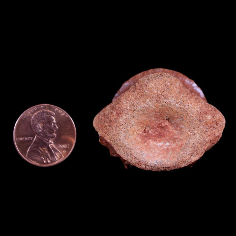 1.5" Crocodile Fossil Vertebrae Bone Hell Creek FM Cretaceous Dinosaur Age MT - Fossil Age Minerals