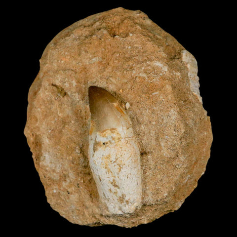 1.9" Mosasaur Prognathodon Fossil Tooth Rooted In Matrix Cretaceous Dinosaur Era - Fossil Age Minerals