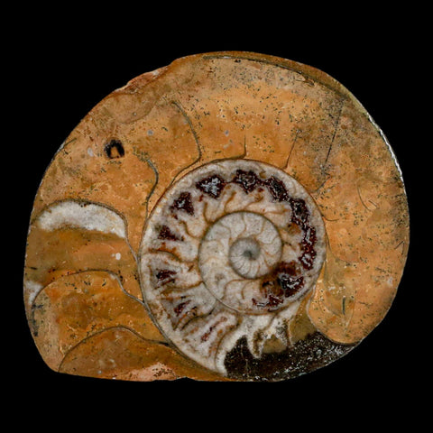 2.9" Goniatite Ammonite Fossil Polished, Cut Half's Erfoud Morocco Devonian Age COA - Fossil Age Minerals
