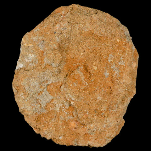 1.9" Mosasaur Prognathodon Fossil Tooth Rooted In Matrix Cretaceous Dinosaur Era - Fossil Age Minerals