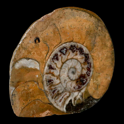2.9" Goniatite Ammonite Fossil Polished, Cut Half's Erfoud Morocco Devonian Age COA - Fossil Age Minerals
