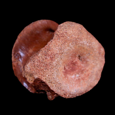 1.5" Crocodile Fossil Vertebrae Bone Hell Creek FM Cretaceous Dinosaur Age MT - Fossil Age Minerals