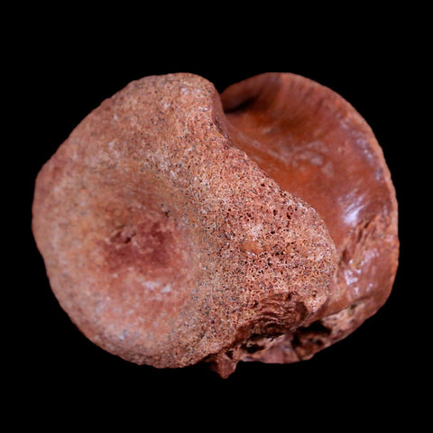 1.5" Crocodile Fossil Vertebrae Bone Hell Creek FM Cretaceous Dinosaur Age MT - Fossil Age Minerals