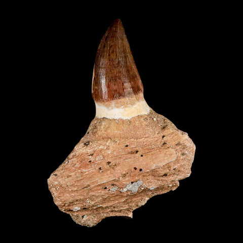 3.2" Mosasaur Prognathodon Fossil Tooth Jaw Section Cretaceous Dinosaur Era COA - Fossil Age Minerals