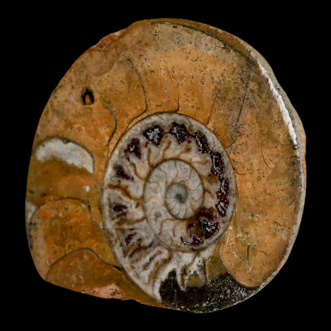 2.9" Goniatite Ammonite Fossil Polished, Cut Half's Erfoud Morocco Devonian Age COA - Fossil Age Minerals