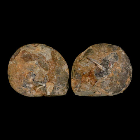 2.9" Goniatite Ammonite Fossil Polished, Cut Half's Erfoud Morocco Devonian Age COA - Fossil Age Minerals