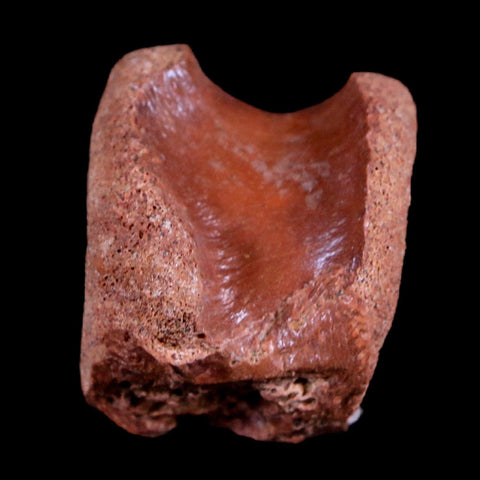 1.5" Crocodile Fossil Vertebrae Bone Hell Creek FM Cretaceous Dinosaur Age MT - Fossil Age Minerals