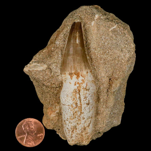 3" Mosasaur Prognathodon Fossil Tooth Rooted In Matrix Cretaceous Dinosaur Era - Fossil Age Minerals