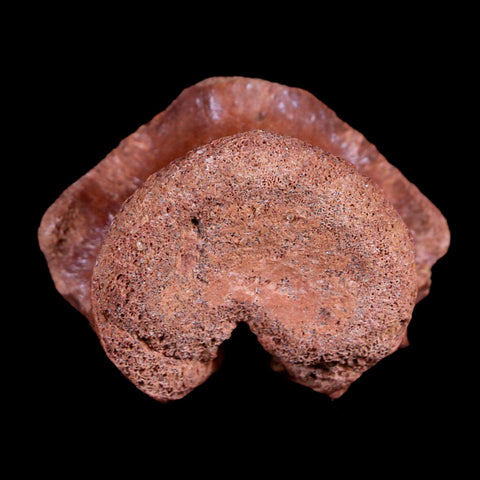 1.5" Crocodile Fossil Vertebrae Bone Hell Creek FM Cretaceous Dinosaur Age MT - Fossil Age Minerals