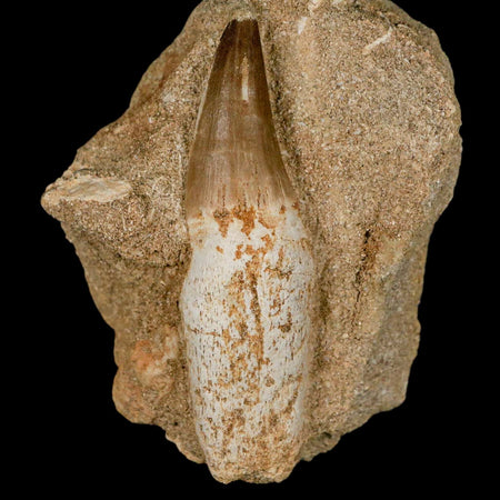 3" Mosasaur Prognathodon Fossil Tooth Rooted In Matrix Cretaceous Dinosaur Era