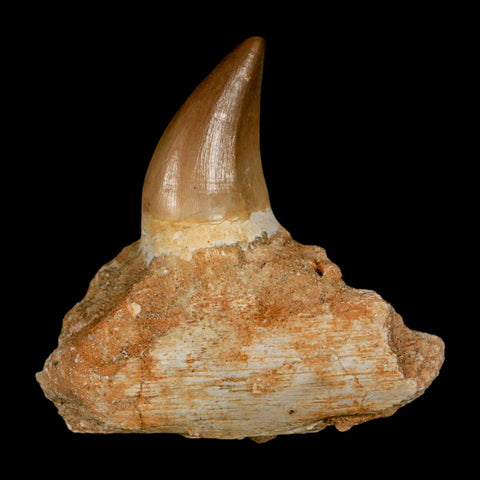 2.7" Halisaurus Mosasaur Fossil Tooth Jaw Section Cretaceous Dinosaur Era COA - Fossil Age Minerals