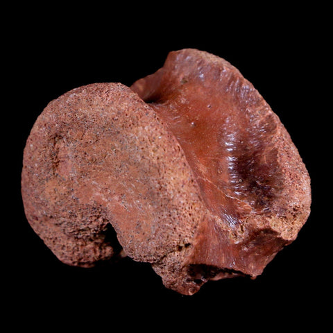 1.5" Crocodile Fossil Vertebrae Bone Hell Creek FM Cretaceous Dinosaur Age MT - Fossil Age Minerals