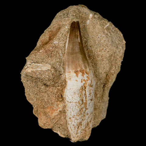 3" Mosasaur Prognathodon Fossil Tooth Rooted In Matrix Cretaceous Dinosaur Era - Fossil Age Minerals