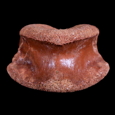 1.5" Crocodile Fossil Vertebrae Bone Hell Creek FM Cretaceous Dinosaur Age MT - Fossil Age Minerals