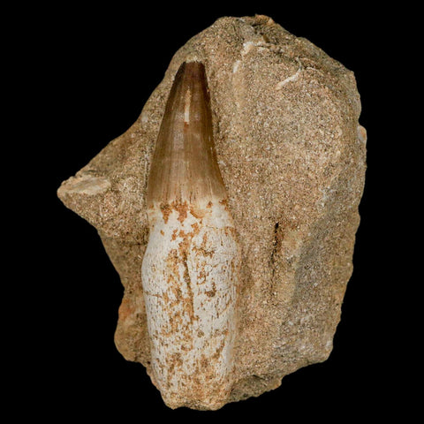 3" Mosasaur Prognathodon Fossil Tooth Rooted In Matrix Cretaceous Dinosaur Era - Fossil Age Minerals