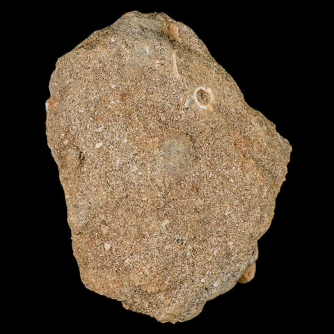 3" Mosasaur Prognathodon Fossil Tooth Rooted In Matrix Cretaceous Dinosaur Era - Fossil Age Minerals