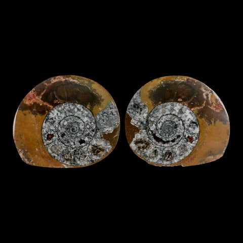 3.2" Goniatite Ammonite Fossil Polished, Cut Half's Erfoud Morocco Devonian Age COA - Fossil Age Minerals