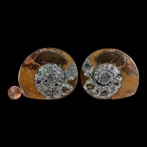 3.2" Goniatite Ammonite Fossil Polished, Cut Half's Erfoud Morocco Devonian Age COA - Fossil Age Minerals