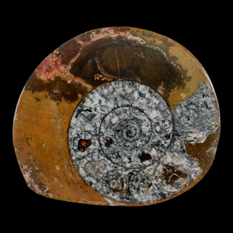 3.2" Goniatite Ammonite Fossil Polished, Cut Half's Erfoud Morocco Devonian Age COA - Fossil Age Minerals