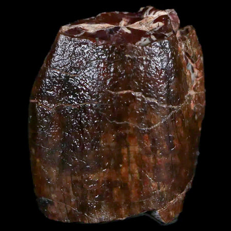 1" Jobaria Sauropod Fossil Tooth Middle Jurassic Age Dinosaur Tiourarén FM Niger