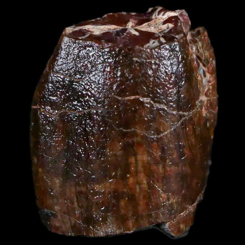 1" Jobaria Sauropod Fossil Tooth Middle Jurassic Age Dinosaur Tiourarén FM Niger - Fossil Age Minerals