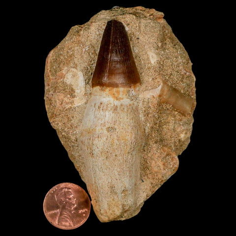3.1" Mosasaur Prognathodon Fossil Tooth Rooted In Matrix Cretaceous Dinosaur Era - Fossil Age Minerals