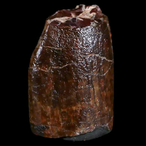 1" Jobaria Sauropod Fossil Tooth Middle Jurassic Age Dinosaur Tiourarén FM Niger - Fossil Age Minerals