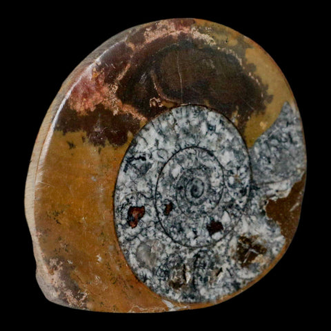 3.2" Goniatite Ammonite Fossil Polished, Cut Half's Erfoud Morocco Devonian Age COA - Fossil Age Minerals