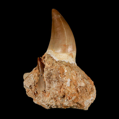 2.7" Halisaurus Mosasaur Fossil Tooth Jaw Section Cretaceous Dinosaur Era COA - Fossil Age Minerals