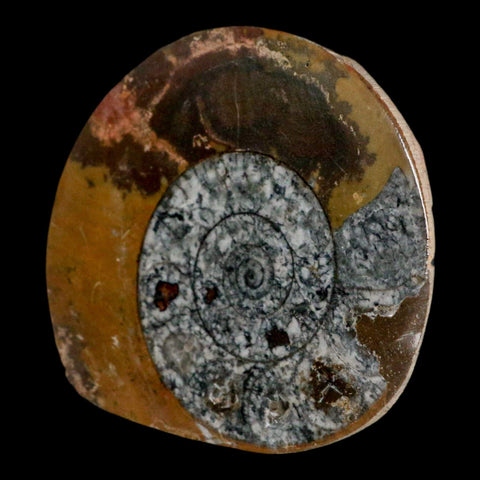3.2" Goniatite Ammonite Fossil Polished, Cut Half's Erfoud Morocco Devonian Age COA - Fossil Age Minerals