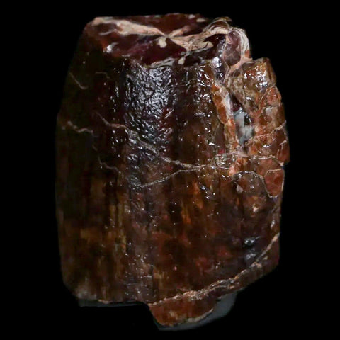 1" Jobaria Sauropod Fossil Tooth Middle Jurassic Age Dinosaur Tiourarén FM Niger - Fossil Age Minerals
