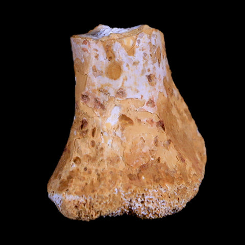0.8" Crocodile Fossil Ankle Bone Hell Creek FM Cretaceous Dinosaur Age MT - Fossil Age Minerals
