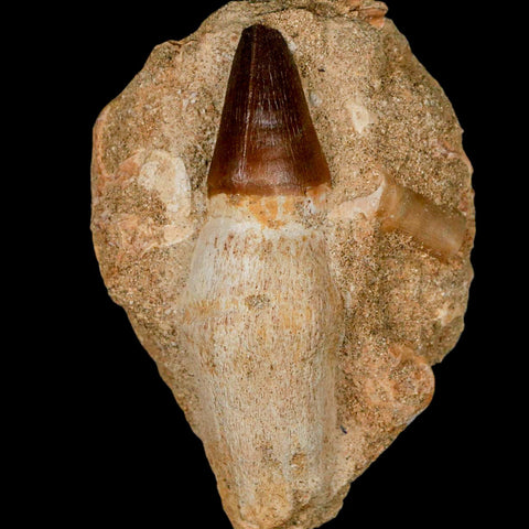 3.1" Mosasaur Prognathodon Fossil Tooth Rooted In Matrix Cretaceous Dinosaur Era - Fossil Age Minerals