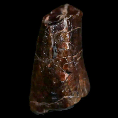 1" Jobaria Sauropod Fossil Tooth Middle Jurassic Age Dinosaur Tiourarén FM Niger - Fossil Age Minerals