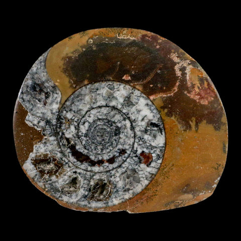 3.2" Goniatite Ammonite Fossil Polished, Cut Half's Erfoud Morocco Devonian Age COA - Fossil Age Minerals