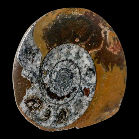 3.2" Goniatite Ammonite Fossil Polished, Cut Half's Erfoud Morocco Devonian Age COA - Fossil Age Minerals