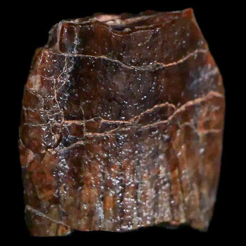 1" Jobaria Sauropod Fossil Tooth Middle Jurassic Age Dinosaur Tiourarén FM Niger - Fossil Age Minerals