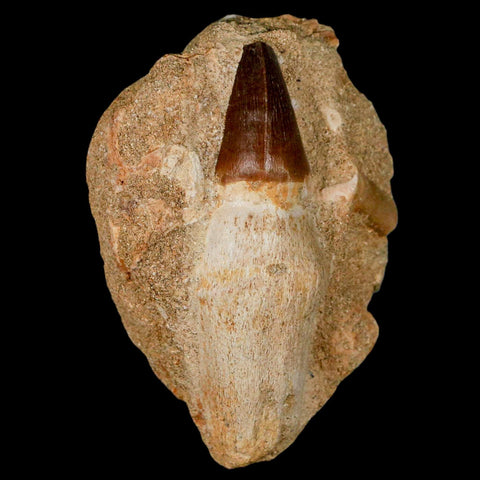 3.1" Mosasaur Prognathodon Fossil Tooth Rooted In Matrix Cretaceous Dinosaur Era - Fossil Age Minerals