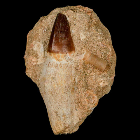 3.1" Mosasaur Prognathodon Fossil Tooth Rooted In Matrix Cretaceous Dinosaur Era - Fossil Age Minerals