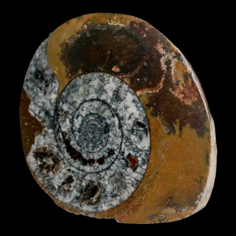 3.2" Goniatite Ammonite Fossil Polished, Cut Half's Erfoud Morocco Devonian Age COA - Fossil Age Minerals