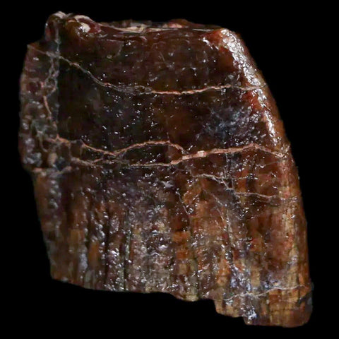 1" Jobaria Sauropod Fossil Tooth Middle Jurassic Age Dinosaur Tiourarén FM Niger - Fossil Age Minerals