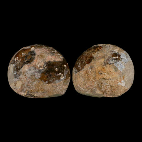 3.2" Goniatite Ammonite Fossil Polished, Cut Half's Erfoud Morocco Devonian Age COA - Fossil Age Minerals