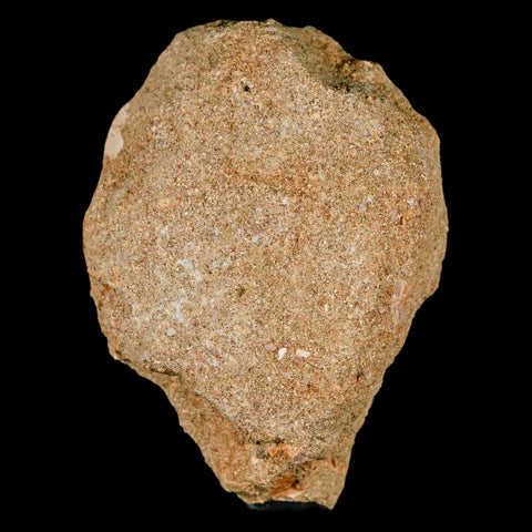 3.1" Mosasaur Prognathodon Fossil Tooth Rooted In Matrix Cretaceous Dinosaur Era - Fossil Age Minerals