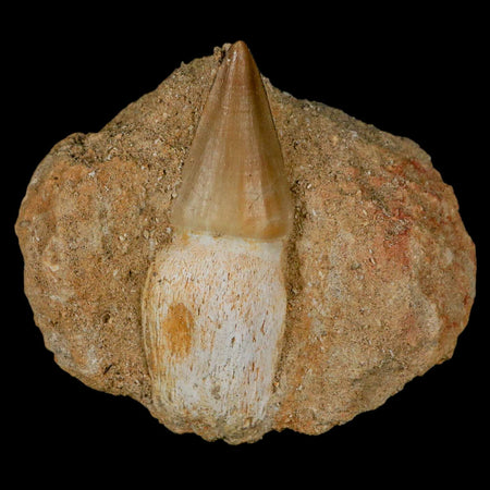 2.6" Mosasaur Prognathodon Fossil Tooth Rooted In Matrix Cretaceous Dinosaur Era