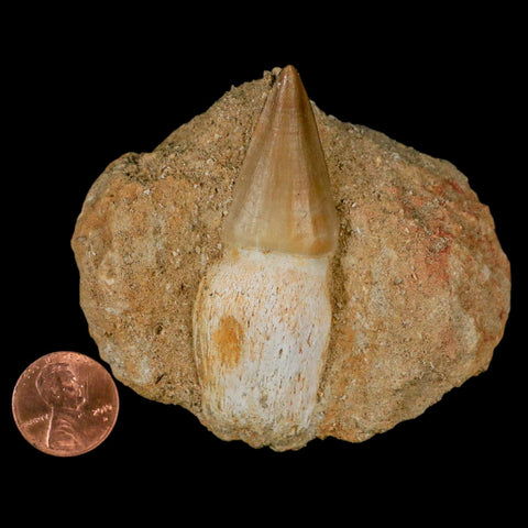 2.6" Mosasaur Prognathodon Fossil Tooth Rooted In Matrix Cretaceous Dinosaur Era - Fossil Age Minerals