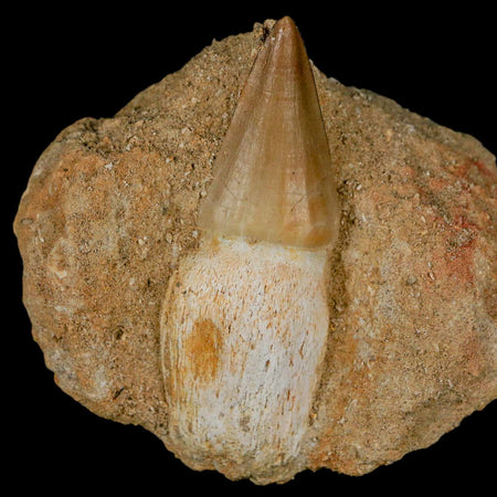 2.6" Mosasaur Prognathodon Fossil Tooth Rooted In Matrix Cretaceous Dinosaur Era